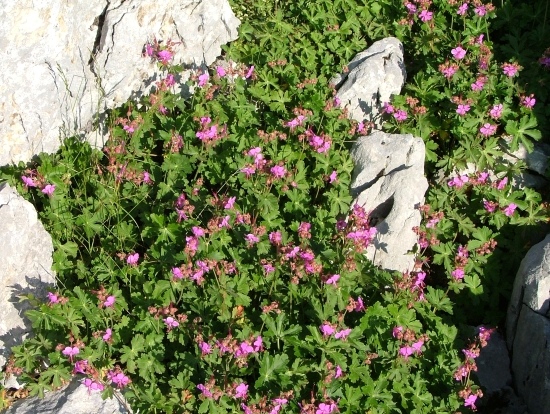 Geranium macrorrhizum / Geranio crestato